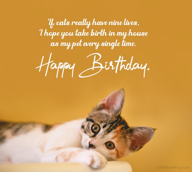 Beautiful Cat Happy Birthday Status