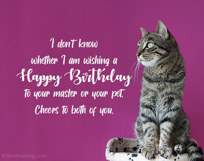 Birthday Wish For A Friend Cat Image
