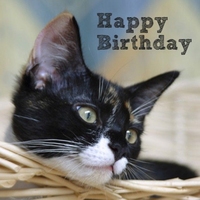 Happy Birthday Beautiful Black Cat Image
