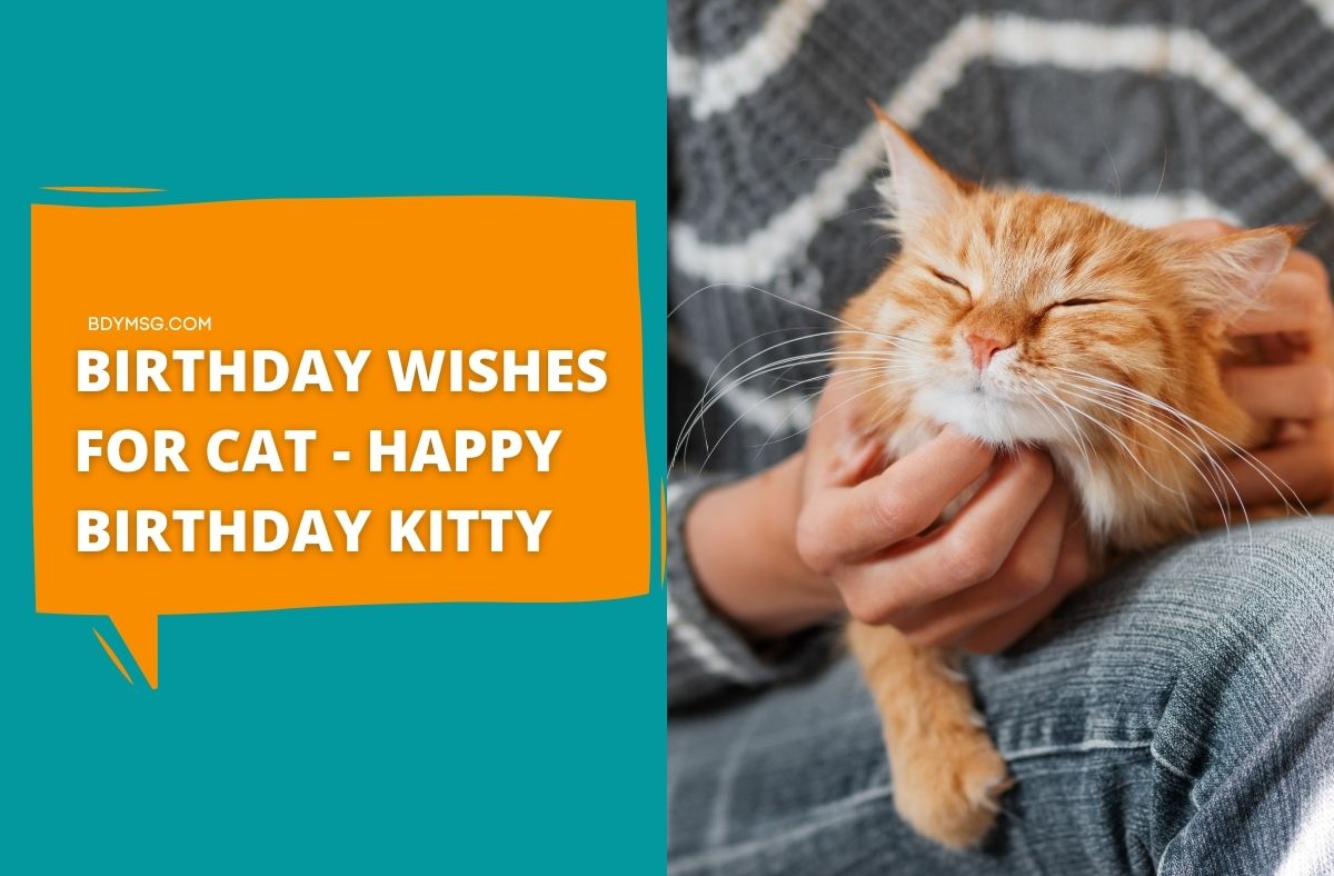 Happy Birthday Kitty Image