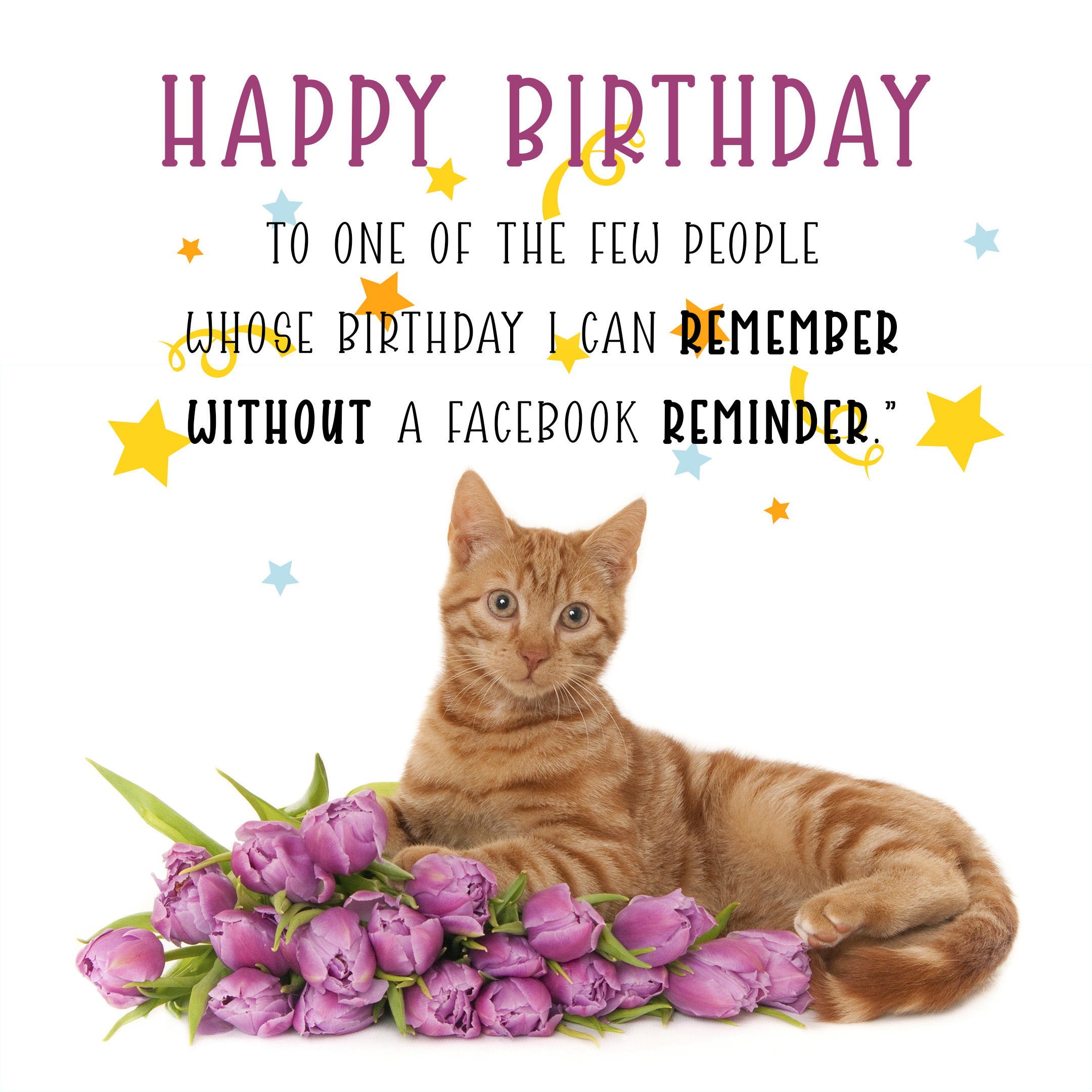 Happy Birthday To Most Adorable Cat Picture