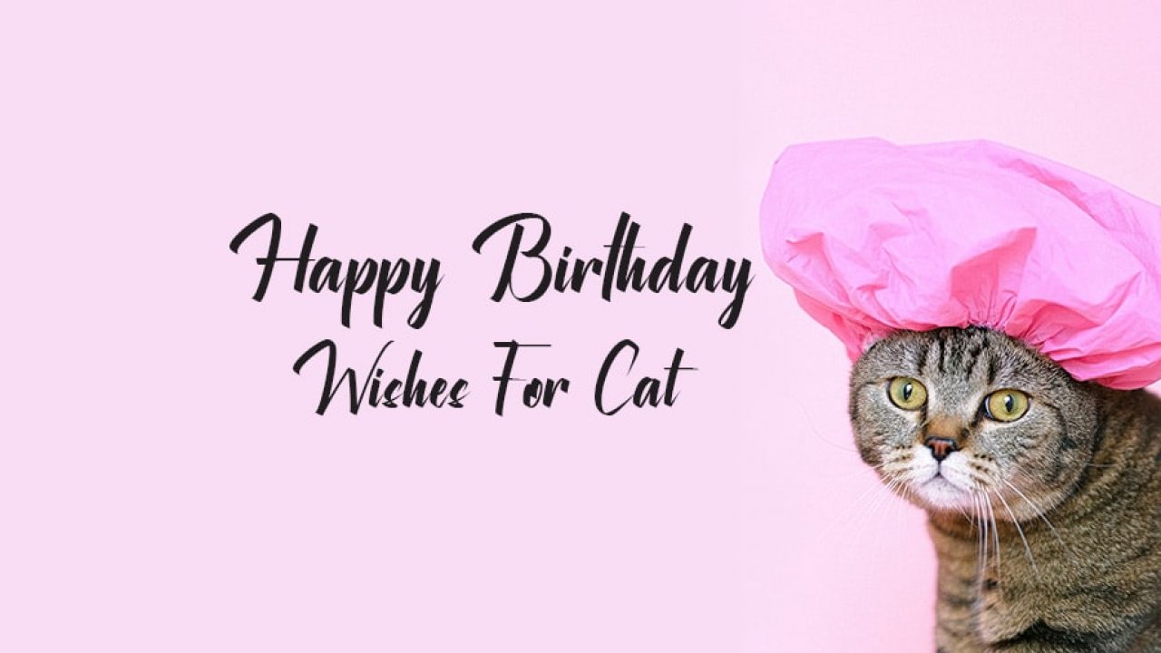 Happy Birthday Wishes For Cat Status