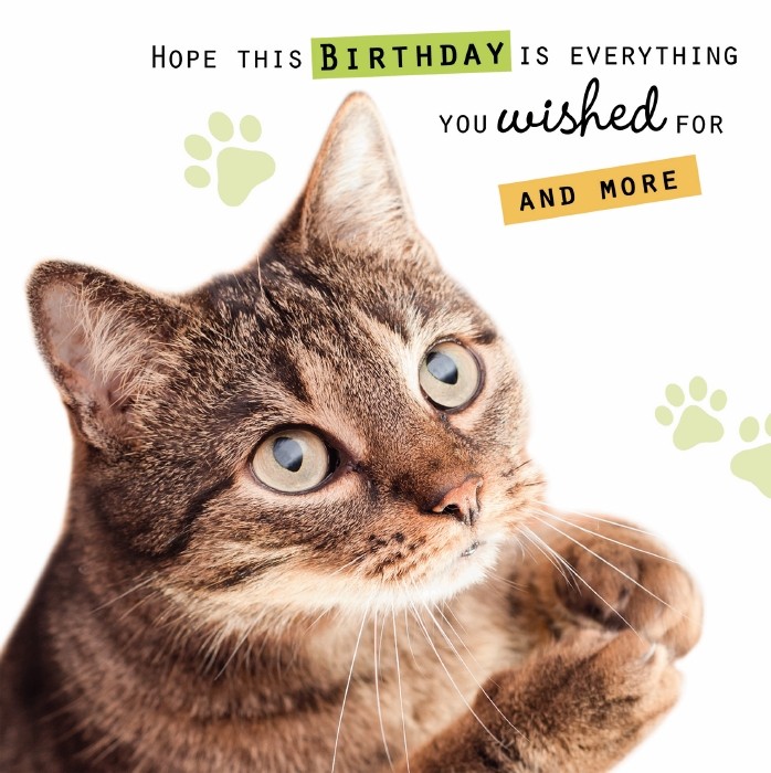 Hope This Birthday Is Everything To My Beautiful Cat Image
