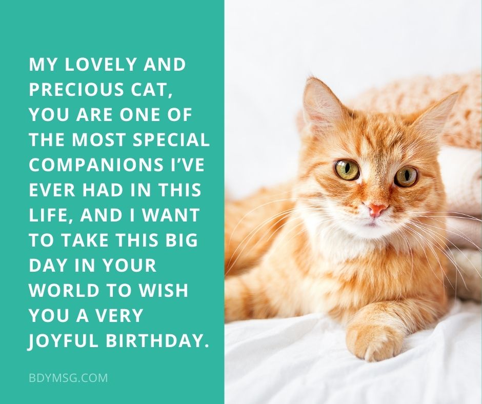 My Lovely And Precious Cat Wish You A Very Joyful Birthday Status